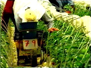 EMIGRACION (2)  CAMPESINOS